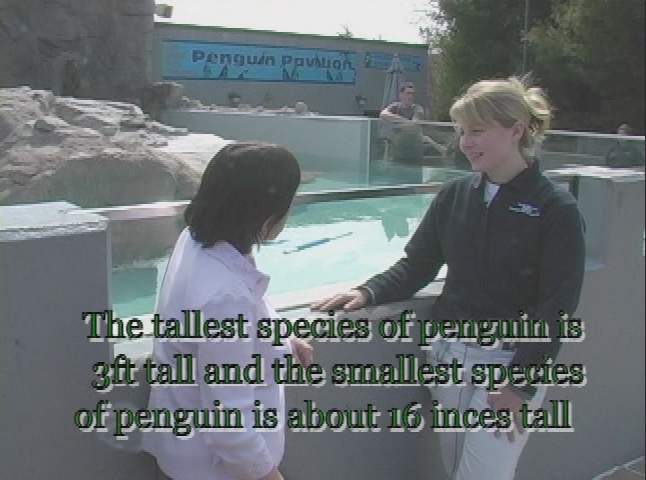 Animal Adventures