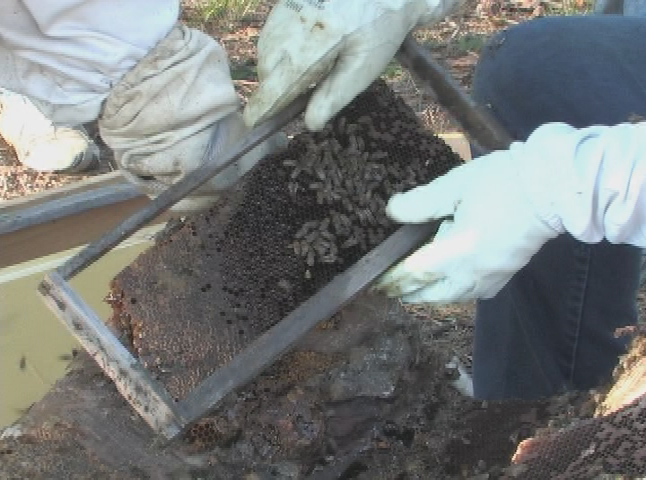 Beekeeping: Feral Bee Tree